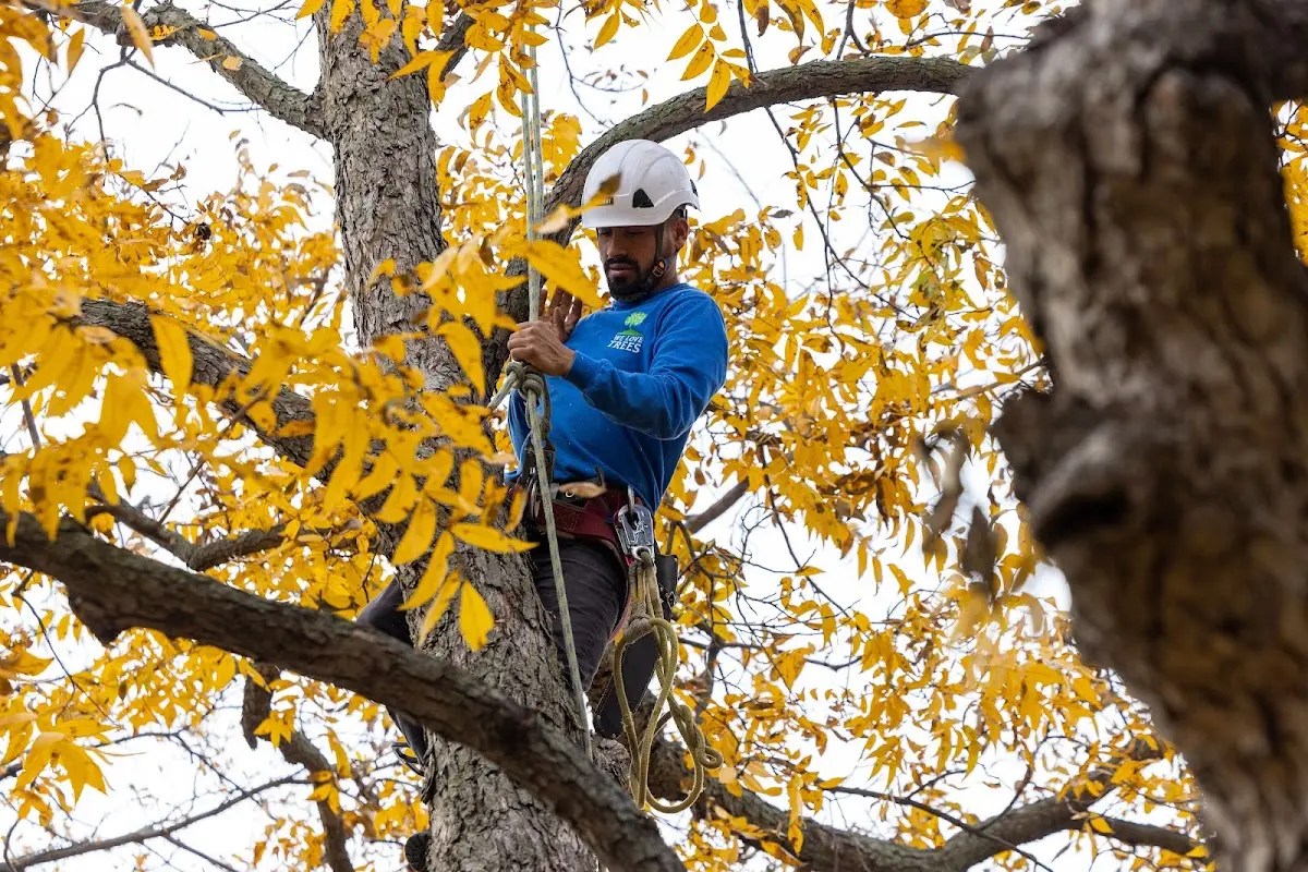 Skilled Tree Trimming crew working in Forbes